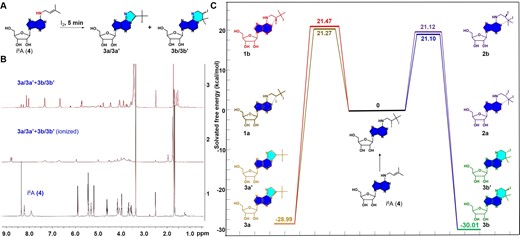 Investigation of the chemical transformations of prenylated nucleoside i6A (4) with Iodine (I2). (A) Reaction of i6A (4, 0.15 mmol) with iodine (0.45 mmol) at room temperature for 5 min. (B) Comparative analysis using proton nuclear magnetic resonance (¹H NMR, DMSO-d6, 400 MHz) for the reaction of i6A (4) and I2 with and without sodium persulfate. Bottom: ¹H NMR spectrum of pure i6A (4). Middle: ¹H NMR spectrum of pure i6A (4) following exclusive treatment with I2. Top: ¹H NMR spectrum of pure i6A (4), initially treated with I2 and subsequently treated with sodium persulfate. (C) DFT calculations for the possible product of the reaction of i6A (4) with I2. All the calculations were performed using the Gaussian 16, Revision B.01 program.