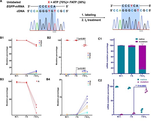 Detection of i6A sites in RNA at a single-base resolution. (A) Detection scheme for i6A modification sites in RNA by employing i6ATP in in vitro studies. Schematic of i6A insertion at a specific RNA site and chemical-induced mutation with I2 treatment. In the graph, ‘X’ denotes a mixture containing 70% molar concentration of ATP and 30% molar concentration of i6ATP. ‘Y’ signifies the reaction product derived from X following treatment with Iodine (I2). (B) Insertion of i6ATP at a specific site of transcribed RNA followed by chemical mutation after I2 treatment. A comparative analysis of i6A-incorporated RNA with and without iodine treatment showed that I2 treatment is a powerful tool for detecting i6A in nucleic acids. (C) Determination of mRNA labeling efficiency by i6ATP under in vitro transcription conditions.