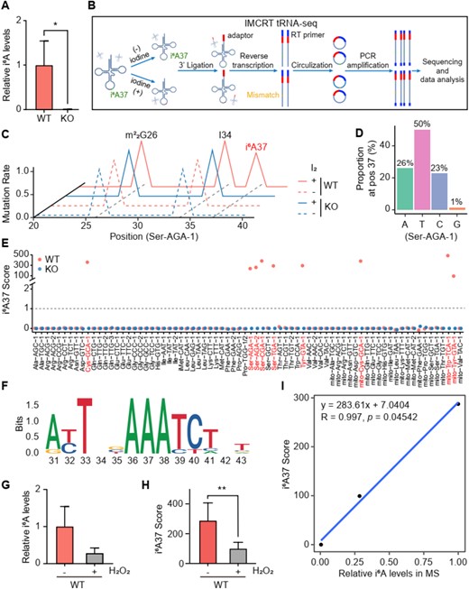 Mapping and quantification i6A sites in yeast tRNAs. (A) Plot showing the relative i6A levels in the wild-type (WT) and Δmod5 (KO) strains as determined by mass spectrometry (MS). (B) Schematic diagram of IMCRT tRNA-seq. Green dots represent i6A37; red dots indicate i6A37 following I2 treatment; yellow dots indicate mutations generated during reverse transcription. (C) Plot showing the mutation rate of cy-tRNA-Ser-AGA-1 from nucleotides 20 to 40 in the WT and KO strains, both with or without I2 treatment. The symbols ‘+’ and ‘-’ indicate with or without I2 treatment, respectively. (D) Plot depicting the mutation of A37 in cy-tRNA-Ser-AGA-1 in the sequencing reads of WT strains after I2 treatment. (E) Plot showing the i6A37 scores of each tRNA in the WT and KO strains, with or without I2 treatment. A dashed line at an i6A37 score of 1 indicates tRNAs with i6A37 modification. (F) Motif enrichment analysis around position 37 in all detected yeast tRNAs with i6A37 modification. (H) Plot showing the relative i6A levels in the WT strains before and after H2O2 (12 mM, 1 h) treatment. (H) Plot showing the average i6A37 scores of i6A37-containing tRNAs in the WT strains, both with or without H2O2 treatment. (I) Graph showing the linear correlation between i6A37 scores and relative i6A levels. Linear regression equation was displayed in the upper left of plot. Error bars in all graph indicate mean ± SD. *P < 0.05; *P < 0.01.