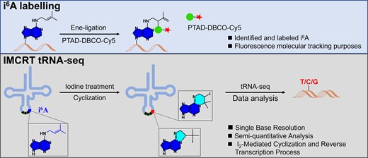 Graphical Abstract