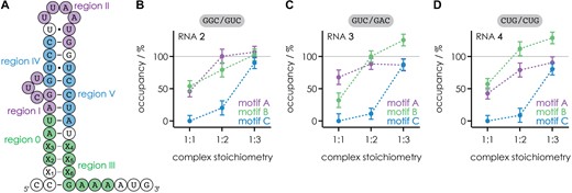 A） 1:3复合物的结合基序A（区域I和II，紫色）、B（区域0和III，绿色）和C（区域IV和V，蓝色）映射到RNA 2的预测二级结构及其从图1、补充图S3和1:1的CAD数据导出的占有率，B）RNA 2（X1X2X3/X4X5X6=GGC/GUC）、C）RNA 3（GUC/GAC）、D）RNA 4（CUG/CUG）的1:2和1:3复合物；根据相应CAD数据拟合函数残差的标准偏差计算误差，包括误差传播（补充图S1和S2）。络合物化学计量比中的每个新霉素B分子对应100%的占有率，即1:1、1:2和1:3络合物中基序a-C的占有率分别为100%、200%和300%。基序B的过度占据（值>100%）表明两个新霉素B分子与一部分复合物中的下茎结合（在RNA 3的1:3复合物中约为25%；在RNA 4的1:2和1:3复合物中分别约为10%和30%）。