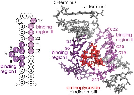 由CAD MS（36）测定的新霉素B与RNA 1的结合说明了两个不同的结合区域（深紫色中的I:U4–U10，浅紫色中的II:A17–C22）是如何在序列（左侧）上形成NMR结构2MXS（19）（右侧）中氨基糖苷配体（红色）的结合基序的。