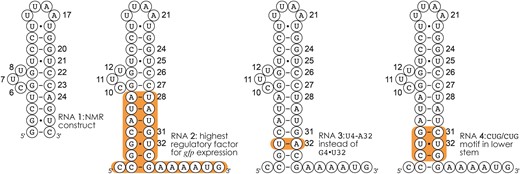 这里研究的RNAs 2-4是核糖开关活性研究中对gfp表达调控最高的适配体RNA 2，其中RNA 2的G4•U32被U4-A32（RNA 3）取代，G3/G4/C5和G31/U32/C33被C3/U4/G5和C31/U32/G33（RNA 4）取代；为了进行比较，显示了核磁共振结构RNA 1。RNAs 1、3和4的核糖开关活性尚未测试。