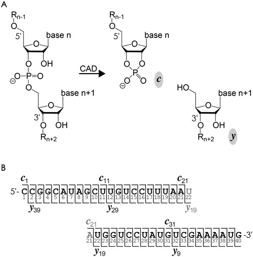 （A） CAD裂解RNA磷酸二酯骨架键产生c和y片段；（B） RNA 2裂解图中显示的片段离子编号。