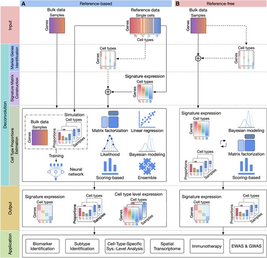 The high-level description of computational deconvolution methods and their applications. The two columns of the figure represent two major classes: (A) reference-based and (b) reference-free methods. The rows of the figure (separated by dashed lines) represent the input, the three steps of the deconvolution process, the output, and potential applications. The input of reference-based methods (A) includes bulk expression data and reference single-cell data, while reference-free methods (B) only require bulk data (top row). The deconvolution process starts by identifying the marker genes of the cell types (second row). After removing non-marker genes, deconvolution methods estimate the expression of each cell type and construct the signature matrix in which each column represents the expression of a cell type (third row). Finally, deconvolution methods infer the cell type proportions using various statistical and machine learning techniques (fourth row). The output of the deconvolution methods often includes both the signature matrix and the cell type proportion matrix in which each column represents the cell type proportions of a bulk sample (fifth row). The last row shows the potential applications of cellular deconvolution, including biomarker identification, cancer subtyping, cell-type-specific systems-level analysis, spatial transcriptome analysis, immunotherapy, and genetic and epigenetic association studies (GWAS and EWAS).
