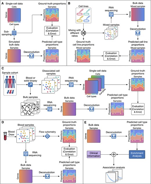Common evaluation strategies used by current deconvolution methods. Overall, assessment approaches can be classified into five main categories: (A) simulating bulk data from scRNA-Seq data, (B) using data from a mixture of cell lines, (C) analyzing datasets that include both RNA-Seq and scRNA-Seq data, (D) using datasets that have both bulk transcriptome data and flow cytometry counter data and (E) performing enrichment analysis using clinical variables. For the first four scenarios, the ground truth proportions of the cell types are known and thus can be used to directly assess the accuracy of deconvolution methods. In the fifth scenario, deconvolution methods are indirectly assessed using expert knowledge and/or enrichment analysis.