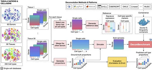 The evaluation procedure of cellular deconvolution methods using data from the Tabula Sapiens and CELLxGENE. The data has the single-cell expression data of 283 cell types from 30 tissues and 63 donors. For each tissue, we use the expression data of the donor that has all cell types to generate the single-cell data, and use the expression data of the remaining donors to generate bulk data. For each of the generated datasets, we have both reference single-cell data and bulk samples in which cell type proportions are known and thus can be used a posteriori to quantitatively evaluate the deconvolution methods. We also implement an R package, named DeconBenchmark (red box to the right of the figure), in which the implementation and dependencies of all methods are pre-installed and containerized using Docker and Singularity.
