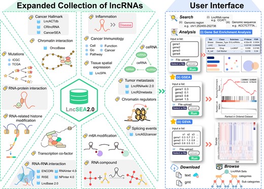 数据库内容和结构。LncSEA 2.0不仅更新了原始数据集，还收集了更多可用的lncRNA集资源。LncSEA 2.0包括浏览、搜索、下载和可视化lncRNA集合的功能，并支持多种lncRNA集富集功能。
