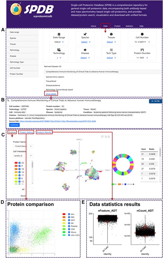 Demonstration of data search and exploration in SPDB. (A) The browse interface and filter components of all collected datasets in SPDB. (B) The data information panel of SPDB. (C) The UMAP visualization panel of SPDB. (D) The protein comparison panel of SPDB. (E) The analysis result panel of SPDB.
