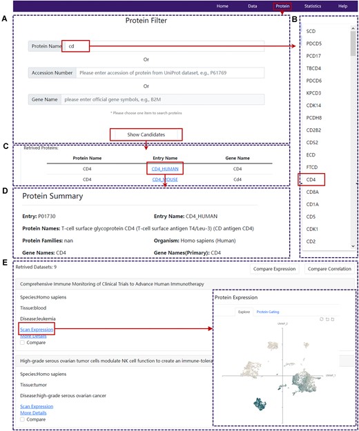 Demonstration of protein search and exploration in SPDB. (A) The protein search page of SPDB. (B) An example of available protein list resulting from fuzzy search. (C) The table of protein candidates detected in at least one dataset. (D) The protein summary panel of SPDB. (E) The browse interface of the related datasets and new pop-up window for one selected dataset.