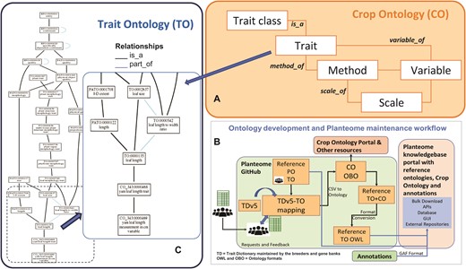 Crop Ontology Schema and the Workflow for Integration into the Planteome. (A) a variable is linked to a trait, method and scale in the Crop Ontology schema. (B) A Crop Ontology trait dictionary (TD) is maintained on the Planteome GitHub, where it is converted from the CSV format to OBO format and mapped to the Trait Ontology (TO). (C) A CO trait term associated with a variable is integrated into the TO hierarchy based on the mappings.