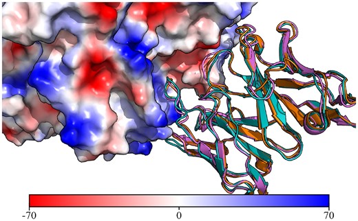 Crystal structures of anti-RSV antibodies aligned to the structural model of the query. A cartoon representation of the ABodyBuilder2 model for the query antibody is shown in purple with the crystal structure for 7LUC shown in blue and the crystal structure for 7LUD shown in orange. The surface of the RSV antigen is coloured based on electrostatics using PyMol (29) (units in KbT/ec).