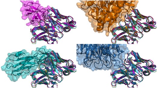Crystal structure of four antibodies with very similar structure that bind very different antigens. The crystal structure of all four aligned antibodies is shown in each figure (4AL8 in purple, 7XY8 in green, 7LA4 in blue, and 7BBJ in orange). On the top left they are shown in complex with the antigen of 4AL8 (Dengue virus DII protein); top right 7BBJ (CD73); bottom left 7XY8 (Emmprin CD147) and bottom right 7LA4 (Integrin αIIbβ3).
