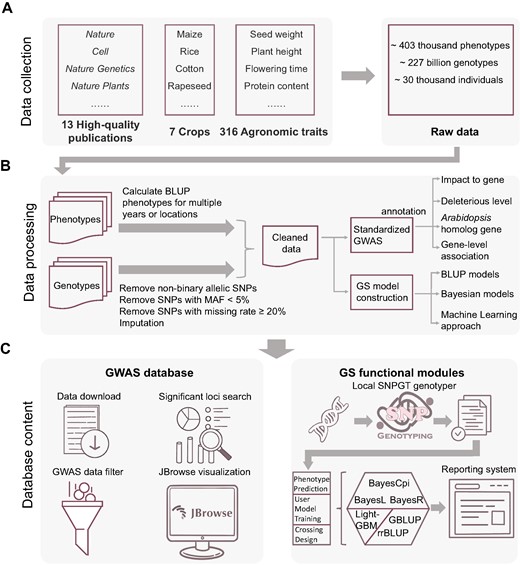 Summary of data collection, data processing, and database content of CropGS-Hub. (A) Process of cohort data collection. (B) Flowchart depicting the cleaning process of phenotypic and genotypic data, followed by subsequent analysis. (C) Overview of the database content, categorized into the GWAS database and the GS functional modules.