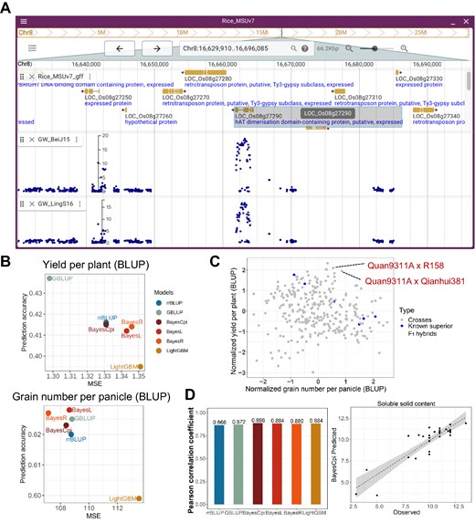 Use cases of CropGS-Hub. (A) JBrowse view displaying a significant GWAS signal associated with rice grain width. (B) Comparison of accuracy across different GS models for two yield-related traits of F1 hybrid rice in the ‘Crossing Design’ functional module. (C) Dot plot showing the predicted performance of 294 in silico F1 crosses with Quan9311A as the common parent. The X-axis represents the normalized number of grains per panicle, and the Y-axis represents the normalized yield per plant. The blue dots indicate previously developed superior indica crosses. (D) Utilizing the ‘User Model Training’ module of CropGS-Hub to predict the flesh sweetness of watermelon. Left: accuracy of six different models; Right: Pearson correlation between observed and predicted values of flesh sweetness level (measured by soluble solid content) using BayesCpi model for the test set comprising 30 samples.