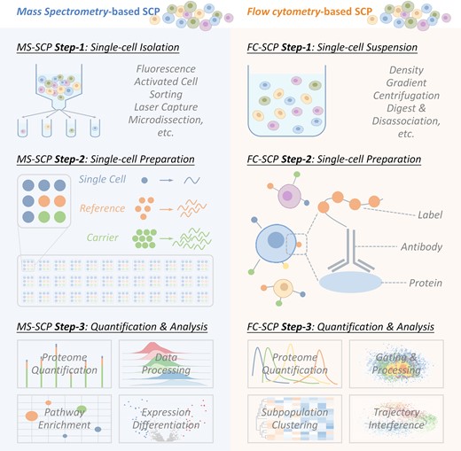 The flowchart of two typical experimental procedures adopted in single-cell proteomic (SCP) analysis, including mass spectrometry-based and flow cytometry-based SCP analyses. For mass spectrometry-based SCP, single cell is (a1) first isolated, (a2) then lysed, digested & labeled and (a3) finally quantified based on MS data & analyzed using pathway enrichments, expression differentiation, and so on. For flow cytometry-based SCP, all cells are (b1) first treated into single-cell suspension, (b2) then stained with antibody, and (b3) finally quantified based on FC data & analyzed using cell subpopulation identification, time trajectory interference, and so on.