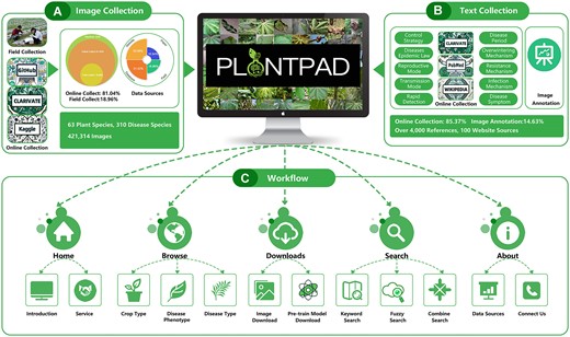 Overview of image collection, text collection and workflow for PlantPAD. (A) Main image collection methods for PlantPAD and distribution of image data. PlantPAD data is collected mainly through field collection and web collection, where field collection accounts for 18.96% of the data and web collection accounts for 80.04%. Furthermore, the distribution of the sources of our data can be grouped into four parts: 18.96% field collection, 33.08% other websites, 31.42% other databases and 16.54% paper collection. (B) The primary methods for collecting text data for PlantPAD include network collections and image annotation, with network collection accounting for 85.37% of the data and image text annotation accounting for the remaining 14.63%. (C) PlantPAD’s main workflow includes five main functions: home, browse, downloads, search and about, each with some sub-functions.