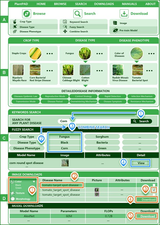 Website design for the PlantPAD. (A) The introduction to the main functions of Browse, Search and Download in the database. (B) An example of the operation of the browse function in the database. Browsing can be done by crop type, disease type and disease phenotype to get the required detailed information about the disease. (C) An example of the operation of the search function in the database. Three different search methods, namely, keyword search, fuzzy search and combination search, can be used to obtain the required disease details and disease pictures. (D) An example operation of the downloads function in the database. Specific ways to download images and pretrain models are illustrated.