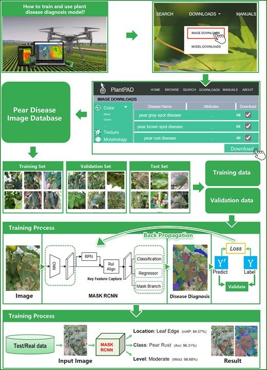 The case for training and testing plant disease diagnostic models using PlantPAD. First, users can choose the pear disease image data from PlantPAD to build a comprehensive pear disease database as an available dataset. Then, the dataset can be divided into a training set, validation set and test set, and the data can be preprocessed to derive the essential training and validation data needed for model training. Subsequently, the Mask RCNN model was trained to obtain the requisite disease information, such as category, location and disease level necessary for effective diagnosis of plant diseases. In detail, users can adopt the loss function and backpropagation algorithms to enhance the accuracy of the model until the data for the validation of performance no longer improves. Last, once the model training is complete, the well-trained model can be leveraged to diagnose plant diseases on real data or test data.