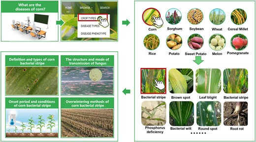 The case for the PlantPAD application in botany teaching. To illustrate instruction in corn diseases, first, the teacher can choose the crop category in the PlantPAD plant disease repository. Next, he/she can select the type of corn from the crop category and click on it. Then, the teacher can view various corn plant ailments once they are accessed, and look into the bacterial streak disease of corn to obtain a comprehensive analysis of the problem. Last, the student can identify the definition, type, structure, mode of contagion, onset period, conditions for survival, methods of overwintering in detail and quickly.