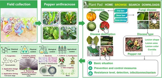 The case for the use of PlantPAD in the crop protection field. Using pepper anthracnose as an example, during field collection, necrotic lesions on pepper leaves and rhizomes can be observed with conidia of varying colors and concentric rings of perforations. To determine the type of disease, vegetables can be selected under the crop type section in the browse page of the database, and images of diseased chili peppers can be viewed for comparison. Furthermore, an infected pepper field can be identified by directly examining the disease type category. In addition, the database also provides comprehensive information on four measures for the control of pepper anthracnose, including chemical, physical, biological and agricultural methods.