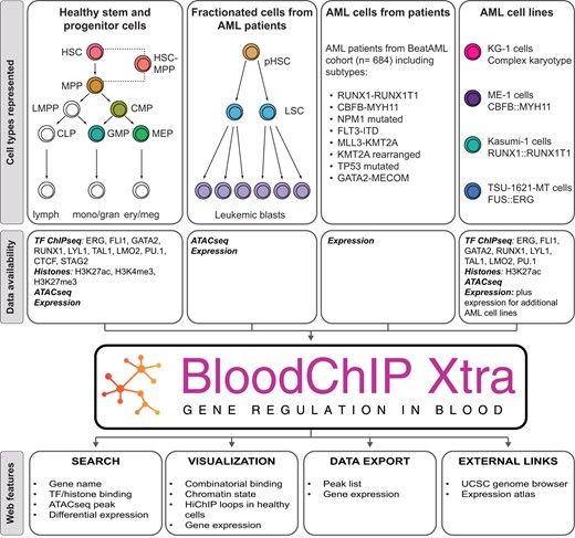 显示BloodChIP Xtra数据库保存的数据集和web界面功能的示意图。该数据库集成了TF ChIPseq、Histone ChIPsez、ATACseq、H3K27ac HiChIP和RNAseq表达数据，而web界面提供了查询和可视化数据的方法。以白色显示的单元格类型只有表达式数据。