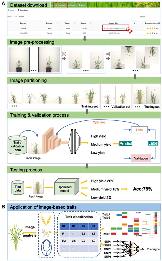 Applications of images and image-based traits in (A) yield estimation, (B) whole-genome association studies and whole-genome selection breeding.