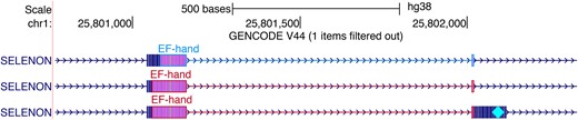 Decorator visualization of EF-Hand domains in the gene SELENON. The upper transcript annotation, in blue, was generated by TrEMBL, while the lower two transcripts in red are annotated by Swiss-Prot. A cyan diamond in the right exon marks the location of a selenocysteine.
