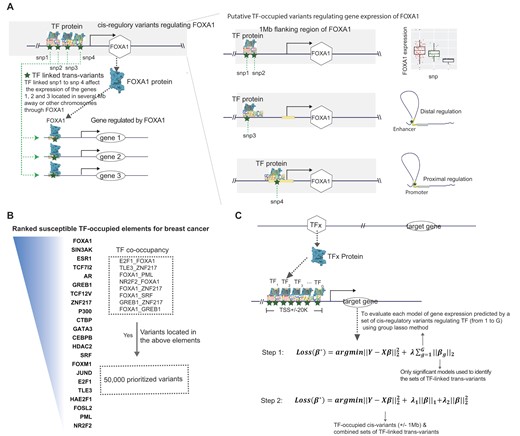 Overview of the Developed Analytical Framework. (A) An illustration of how to prioritize TF-linked trans-variants for prediction model building (using FOXA1 as an example). In the left panel, TF-linked trans-variants, such as snp1 to snp4, can influence the expression of TF-regulated genes located several megabases away or even on different chromosomes. The blue star represents a snp, while the blue irregular shape represents a TF protein that can occupy the genomic region where the snp is located. The right panel illustrates the identification of cis-variants associated with FOXA1 (Step I). snp1 and snp2 are identified as cis-eQTLs within a 1 Mb flanking region of the FOXA1 gene. snp3, located in a distant regulatory element, is shown to regulate the gene’s expression through distal enhancer-promoter interactions, as revealed by epigenetic data (e.g. chromatin–chromatin interactions). For snp4, epigenetic and location-based analyses can determine whether the variant resides in the gene’s proximal promoter. (B) A flow chart shows the prioritization of TF-occupied regulatory variants (50 K), ranked based on established TF-occupied elements associated with breast cancer risk. (C) The two-step gene expression prediction model in transTF-TWAS is illustrated. The top panel represents TF–gene pair discovery (Step II). In Step III, we assessed the performance of a prediction model that utilized its TF linked trans-variants to predict expression of each target gene using the Group Lasso method (i.e. number of G TFs; Figure 1C; see the ‘Materials and methods’ section). Under our sTF-TWAS framework, we next included the prioritized TF-linked trans-variants, together with the cis-variants, to build gene expression prediction models.