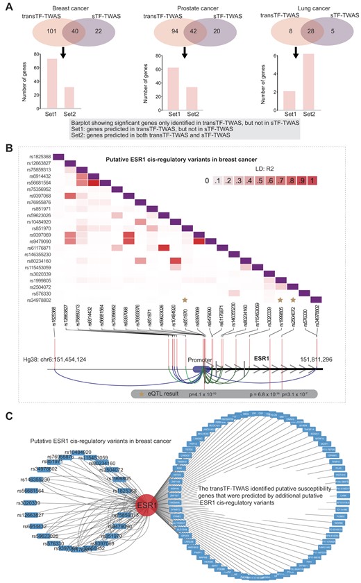 The gene regulatory network underlying cancer risk driven by master regulators. (A) Venn diagrams showing the number of putative susceptibility genes commonly or uniquely identified by transTF-TWAS and sTF-TWAS. An arrow points from the uniquely identified genes by transTF-TWAS to a bar chart showing: Set 1: Genes predicted in transTF-TWAS, but not in sTF-TWAS. Set 2: Genes predicted in both transTF-TWAS and sTF-TWAS. (B) A heatmap showing the LD structure among putative ESR1 cis-regulatory variants in breast cancer. The ESR1 cis-regulatory variants are trans-variants that present the strongest associations with cancer risk in the prediction model. (C) A network showing the connections between the putative ESR1 cis-regulatory variants in breast cancer and putative susceptibility genes identified by transTF-TWAS that were contributed by putative ESR1 cis-regulatory variants.