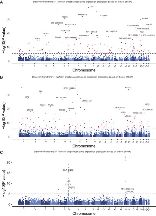 Putative susceptibility genes identified by transTF-TWAS. Manhattan plots showing the associations identified from transTF-TWAS. Red dots indicate all newly identified susceptibility genes, and the gray dashed line refers to Bonferroni-corrected P < 0.05. The newly identified putative susceptibility genes with P < 10−15 were highlighted with their names indicated. The P-values are the raw P-values from the Z-score test from TWAS (two-sided). (A) Breast cancer. (B) Prostate cancer. (C) Lung cancer.