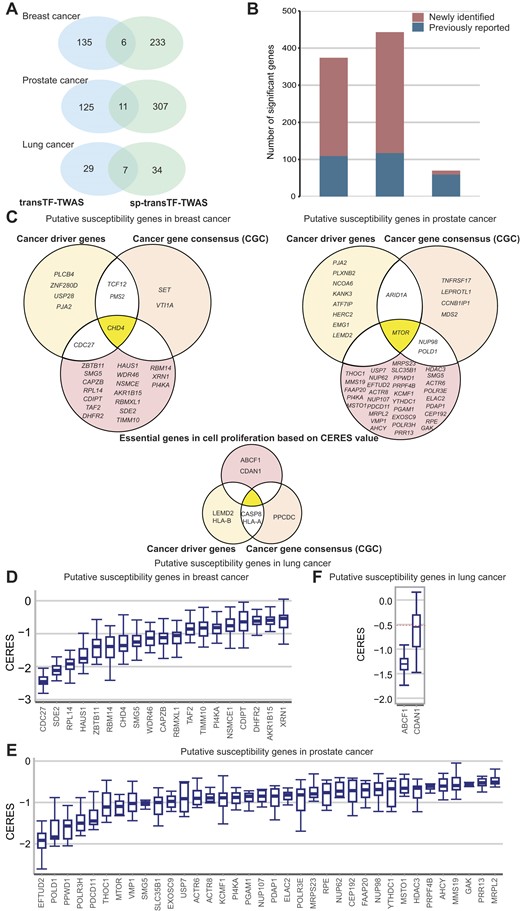Putative susceptibility genes identified by transTF-TWAS and sp-transTF-TWAS. (A) Venn diagrams showing the number of putative susceptibility genes commonly or uniquely identified by transTF-TWAS and sp-transTF-TWAS. (B) Bar chart showing the total identified putative susceptibility genes combined from transTF-TWAS and sp-transTF-TWAS for breast, prostate and lung cancer. (C) Venn diagrams showing all newly identified genes that were cancer driven genes, CGC or genes with CERES←0.5 for breast cancer, prostate and lung cancer. (D–F) Boxplot showing all newly identified genes with evidence of essential roles in cell proliferation, based on a cutoff of median CERES values <–0.5 for (D) breast cancer (sample size: 45 cell lines), (E) lung cancer (sample size: 130 cell lines) and (F) prostate cancer (sample size: eight cell lines). In the boxplots shown in these figures, the whiskers denote the range; the boxes denote the interquartile range; the middle bars denote the median.