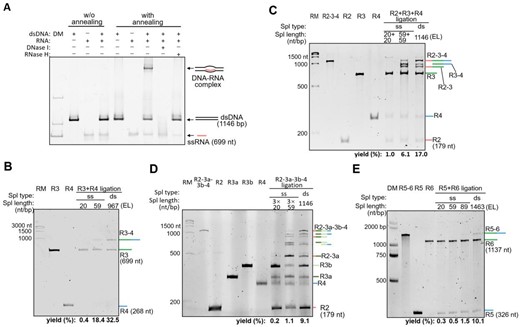 One-pot ligation of multiple mRNA fragments on dsDNA splint advancing ...