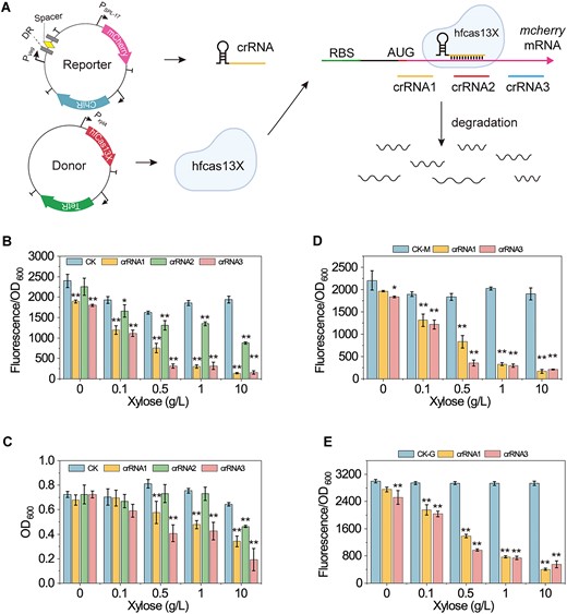 Evaluation of hfCas13X performance in B. subtilis. (A) Illustration of the hfCas13X-based CRISPRi system. A reporter plasmid is used to express the reporter gene mcherry and crRNA. The expression of mcherry and crRNA is controlled by the promoters Pspl-17 and Pveg, respectively. A donor plasmid is used to express hfCas13X. The expression of hfCas13X is controlled by the promoter PxylA. Guided by crRNA, hfCas13X targets and degrades the mRNA of mcherry, thereby inhibiting mcherry expression. mcherry, red fluorescent protein coding gene; Pspl-17 and Pveg, constitutive promoters; PxylA, xylose-inducible promoter; ChiR, chloramphenicol resistance protein; TetR, tetracycline resistance protein; DR, directed repeat sequence of the crRNA array; Spacer, 30 nt spacer sequence of the crRNA array. (B) Effect of different combinations of crRNA and hfCas13X on mcherry expression. Different concentrations of xylose were added to induce the expression of hfCas13X. CK is a non-targeting crRNA. crRNA1, crRNA2 and 3 target the upstream, middle and downstream of mcherry mRNA, respectively. (C) Effect of different combinations of crRNA and hfCas13X on cell growth. (D) Effect of different combinations of mcherry-targeting crRNA and hfCas13X on mcherry expression after a green fluorescent protein (GFP) expression cassette is inserted into the reporter plasmid. CK-M, relative fluorescence intensity of mCherry. (E) Effect of different combinations of mcherry-targeting crRNA and hfCas13X on GFP expression after a GFP expression cassette is inserted into the reporter plasmid. CK-G, relative fluorescence intensity of GFP. Data displayed as mean ± s.d. (n = 3). The statistical analysis is based on Student’s t-test. All data were the average of three independent experiments with standard deviations. * and ** indicate P < 0.05 and P < 0.01, respectively.