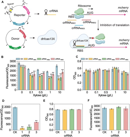 Construction and characterization of a dhfCas13X-based CRISPRi System (A) Illustration of the dhfCas13X-based CRISPRi system. Guided by crRNA, dhfCas13X targets the RBS sequence of mcherry mRNA, preventing ribosome binding to the RBS, thereby inhibiting mcherry expression. RBS, ribosome binding site; mcherry, red fluorescent protein coding gene; Pspl-17 and Pveg, constitutive promoters; PxylA, xylose-inducible promoter; ChiR, chloramphenicol resistance protein; TetR, tetracycline resistance protein; DR, directed repeat sequence of the crRNA array; Spacer, 30 nt spacer sequence of the crRNA array. (B) Effect of different combinations of crRNA and dhfCas13X on mcherry expression. Different concentrations of xylose were added to induce the expression of dhfCas13X. CK is a non-targeting crRNA. (C) Effect of different combinations of crRNA and dhfCas13X on cell growth. (D) Effect of different crRNAs on mcherry expression after expressing dhfCas13X under the strong constitutive promoter P43. (E) Effect of different crRNAs on cell growth after expressing dhfCas13X under the strong constitutive promoter P43. (F) Effect of different combinations of mcherry-targeting crRNA and dhfCas13X on GFP expression after a GFP expression cassette is inserted into the reporter plasmid. Data displayed as mean ± s.d. (n = 3). The statistical analysis is based on Student’s t-test. All data were the average of three independent experiments with standard deviations. ** indicate P < 0.01.