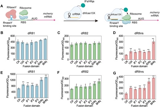Construction and characterization of a dhfCas13X-based DiCRISPRa System. (A) Illustration of the dhfCas13X-based DiCRISPRa system. An RNaseY binding site was inserted into the 5′-UTR of mcherry mRNA. In the absence of dhfCas13X and crRNA, RNaseY recognizes and binds to the RNaseY binding site, leading to the degradation of mcherry mRNA. When dhfCas13X and crRNA are present, dhfCas13X masks the RNaseY binding site, preventing RNaseY binding to mcherry mRNA, thereby activating mcherry mRNA expression. Additionally, dhfCas13X can be fused with translation IFs or RNA chaperone proteins to promote the translation initiation of mcherry mRNA or the interaction of mRNA–crRNA–dhfCas13X. AUG, start codon. (B) Effect of dhfCas13X or dhfCas13X fusion proteins on mcherry expression when crRNA targets the RNaseY binding site dR81. CK, no expression of dhfCas13X and crRNA; 13X, dhfCas13X; IF1, dhfCas13X-IF1; IF2, dhfCas13X-IF2; IF3, dhfCas13X-IF3; Ehfq, dhfCas13X-Ehfq; Bhfq, dhfCas13X-Bhfq. IF, the translation IF fused to the C-terminus of dhfCas13X; EHfq, E. coli-derived Hfq fused to the C-terminus of dhfCas13X; BHfq, B. subtilis-derived Hfq fused to the C-terminus of dhfCas13X. (C) Effect of dhfCas13X or dhfCas13X fusion proteins on mcherry expression when crRNA targets the RNaseY binding site dR82. (D) Effect of dhfCas13X or dhfCas13X fusion proteins on mcherry expression when crRNA targets the RNaseY binding site dRthrs. (E) Effect of dhfCas13X or dhfCas13X fusion proteins on mcherry expression when crRNA is overexpressed and targets the RNaseY binding site dR81. (F) Effect of dhfCas13X or dhfCas13X fusion proteins on mcherry expression when crRNA is overexpressed and targets the RNaseY binding site dR82. (G) Effect of dhfCas13X or dhfCas13X fusion proteins on mcherry expression when crRNA is overexpressed and targets the RNaseY binding site dRthrs. Data displayed as mean ± s.d. (n = 3). The statistical analysis is based on Student’s t-test. All data were the average of three independent experiments with standard deviations. * and ** indicate P < 0.05 and P < 0.01, respectively.