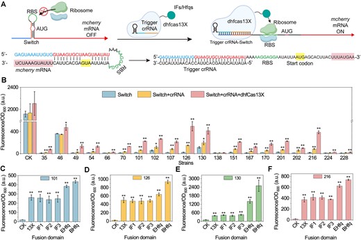 Construction and characterization of a dhfCas13X-based TsCRISPRa system. (A) Illustration of the dhfCas13X-based TsCRISPRa system. A Switch structure was inserted into the 5′-UTR of mcherry mRNA. In the absence of dhfCas13X and crRNA, the hairpin structure within the Switch masks the RBS, thereby inhibiting mcherry mRNA translation. When dhfCas13X and Trigger crRNA are present, the Trigger crRNA and dhfCas13X open the hairpin structure of the Switch, exposing the RBS region and activating mcherry mRNA expression. Additionally, dhfCas13X can be fused with translation IFs or RNA chaperone proteins to promote the initiation of mcherry mRNA translation or the interaction of Switch–Trigger crRNA-dhfCas13X. AUG, start codon. (B) Effect of different Switch, Switch–Trigger crRNA complexes and Switch–Trigger crRNA-dhfCas13X complexes on mcherry expression. CK, no Switch inserted into the 5′-UTR of mcherry mRNA. (C) Effect of different Switch101-Trigger crRNA101-dhfCas13X fusion protein complexes on mcherry expression. CK, no expression of dhfCas13X and crRNA; 13X, dhfCas13X; IF1, dhfCas13X-IF1; IF2, dhfCas13X-IF2; IF3, dhfCas13X-IF3; Ehfq, dhfCas13X-Ehfq; Bhfq, dhfCas13X-Bhfq. IF, the translation IF fused to the C-terminus of dhfCas13X; EHfq, E. coli-derived Hfq fused to the C-terminus of dhfCas13X; BHfq, B. subtilis-derived Hfq fused to the C-terminus of dhfCas13X. (D) Effect of different Switch126-Trigger crRNA126-dhfCas13X fusion protein complexes on mcherry expression. (E) Effect of different Switch130-Trigger crRNA130-dhfCas13X fusion protein complexes on mcherry expression. (F) Effect of different Switch216-Trigger crRNA216-dhfCas13X fusion protein complexes on mcherry expression. Data displayed as mean ± s.d. (n = 3). The statistical analysis is based on Student’s t-test. All data were the average of three independent experiments with standard deviations. * and ** indicate P < 0.05 and P < 0.01, respectively.
