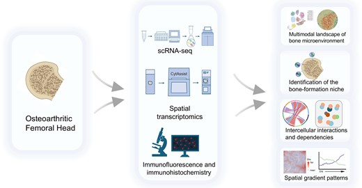 Mapping the spatial atlas of the human bone tissue integrating spatial ...