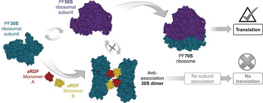 リボソーム二量体化の新機構を解明~リボソーム機能制御機構研究の新展開~ リボソーム二量体化の新機構を解明~リボソーム機能制御機構研究の新展開~