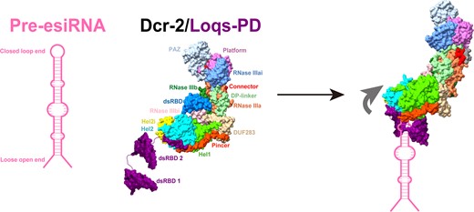 ショウジョウバエにおける内因性siRNA処理機構を解明(Hong-Wei Wang’s team reveals mechanism of endogenous siRNA processing in drosophila) ショウジョウバエにおける内因性siRNA処理機構を解明(Hong-Wei Wang’s team reveals mechanism of endogenous siRNA processing in drosophila)