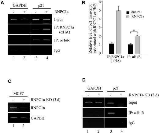 RNPC1 enhances the RNA-binding activity of HuR in vivo. (A) RKO cells were uninduced or induced to express HA-tagged RNPC1a for 16 h, and then used for immunoprecipitation with anti-HA to capture RNPC1–RNA complexes, anti-HuR to capture HuR–RNA complexes, or mouse IgG as a control. Total RNAs were purified from immunocomplexes and subjected to RT–PCR to measure the level of p21 transcript associated with RNPC1a or HuR. The level of GAPDH was also measured as a control. (B) The level of p21 transcript associated with RNPC1- or HuR-immunocomplexes was quantified by qRT–PCR. *P < 0.01 (Students’ t-test). (C) The level of RNPC1a was measured by RT–PCR in MCF7 cells uninduced (−) or induced (+) to knock down RNPC1a for 3 days. (D) MCF7 cells were uninduced or induced to knockdown RNPC1a for 3 days, and then used for immunoprecipitation with anti-HuR to capture HuR–RNA complexes or mouse IgG as a control. Total RNAs were purified from immunocomplexes and subjected to RT–PCR to measure the level of p21 transcript associated with HuR. The level of GAPDH was also measured as a control.