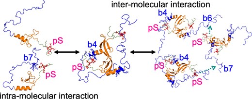 ヘテロクロマチンタンパク質による液-液相分離機構を解明 ヘテロクロマチンタンパク質による液-液相分離機構を解明