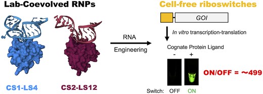 Library-vs-library selection of RNA and RNA-binding protein (RBP) resulted in orthogonal RNA–RBP pairs with picomolar affinity and high selectivity.