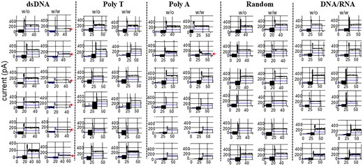 Current traces of the phi29 connector show a current reduction in response to gate closure during the translocation of dsDNA. Representative current changes without (left) or with (right) the addition of dsDNA, polyT, polyA, random sequence, or DNA/RNA. The arrow indicates the current reduction due to gating. Total channel numbers: dsDNA, 30; polyT, 20; polyA, 12; random, 8; DNA/RNA, 6.