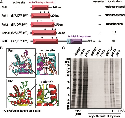 Fission yeast Phi1, a palmitoyl hydrolase inactive protein. (A) Schematic representation of the domain structure of palmitoyl hydrolases in S. pombe. (B) AlphaFold structure of Pah1 and Phi1. (C) Samples from acyl-RAC experiments were subjected to immunoblotting with Ruby stain.