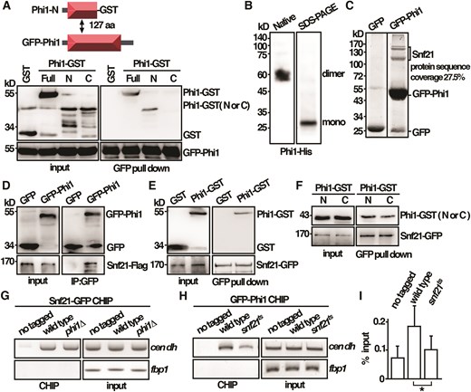 Phi1 dimerized and interacted with Snf21 to associate with centromeres. (A) Purified full-length GFP-Phi1 and GST-tagged N (1–127 amino acids) and C (128–241 amino acids) terminal half of the Phi1 proteins from yeast cells were subjected to a GFP pull-down assay followed by western immunoblotting analysis with antibodies against GST and GFP. (B) Western blot analysis of Phi1–His fusion proteins separated on native and SDS–PAGE gel detected by antibodies against His. (C) GFP-Trap pull down of GFP-Phi1 proteins resolved by SDS–PAGE was visualized by SYPRO Ruby staining. The identities of the constituent proteins identified by Matrix-assisted laser desorption/ionization tandem mass spectrometry (MALDI-MS/MS) analysis were indicated. (D) Coimmunoprecipitation was performed with extracts prepared from Snf21-Flag tagged strains expressing GFP-Phi1 or GFP control proteins. GFP-Trap affinity resin was used to pull down GFP proteins. Immunoprecipitation was then analyzed by western immunoblotting with antibodies against GFP and Flag. (E) Purified full-length Phi1-GST recombinant protein and Snf21-GFP isolated from yeast cells were subjected to a GFP pull-down assay followed by western immunoblotting analysis with antibodies against GST and GFP. (F) Purified GST-tagged N (1–127 amino acids) and C (128–241 amino acids) terminal half of the Phi1 proteins and Snf21-GFP isolated from yeast cells were subjected to a GFP pull-down assay followed by western immunoblotting analysis with antibodies against GST and GFP. ChIP analysis of Snf21-GFP in phi1 mutant (G) and GFP-Phi1 in snf21ts mutant (H) using GFP-Trap affinity resin. As a control, wild-type cells in which target proteins were not tagged were used. (I) The DNA recovered from the IP in H was amplified using qPCR and SYBR Green with primers specific to the dh centromeric repeats normalized to that of the fbp1 gene. Relative enrichment (% input) of dh centromeric repeats was calculated. Data were expressed as means ± standard deviation in triplicate. Asterisks indicated statistical significance (P < .05, t-test unpaired) versus wild type.