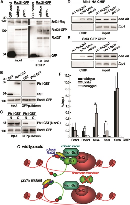 Phi1 bridges the interaction between cohesin and RSC complex. (A) Coimmunoprecipitation was performed with extracts prepared from Snf21-Flag tagged strains expressing Rad21-GFP or GFP control proteins. GFP-Trap affinity resin was used to pull down GFP proteins. Immunoprecipitation was then analyzed by western immunoblotting with antibodies against GFP and Flag. Rad21* indicated degradation products. (B) Purified full-length Phi1-GST recombinant protein and Rad21-GFP isolated from yeast cells were subjected to a GFP pull-down assay followed by western immunoblotting analysis with antibodies against GST and GFP. (C) Purified GST-tagged N (1–127 amino acids) and C (128–241 amino acids) terminal half of the Phi1 proteins and Rad21-GFP isolated from yeast cells were subjected to a GFP pull-down assay followed by western immunoblotting analysis with antibodies against GST and GFP. ChIP analysis of Mis4-HA (D) and Ssl3-GFP (E) in phi1 mutant using GFP-Trap affinity resin. As a control, wild-type cells in which target proteins were not tagged were used. (F) The DNA recovered from the IP with target proteins indicated was amplified using qPCR and SYBR Green with primers specific to the dh centromeric repeats normalized to that of the fbp1 gene. Relative enrichment (% input) of dh centromeric repeats was calculated. Data were expressed as means ± standard deviation in triplicate. Asterisks indicated statistical significance (P < .05, t-test unpaired) versus wild type. (G) Schematic representation of the Phi1 function in cohesin loading onto chromosome.