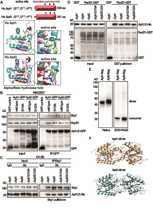 The identified characteristic features of Phi1 are conserved in human Apt1 and Apt2. (A) Schematic representation of the domain and AlphaFold-predicted structures of Apt1 and Apt2. (B) Coimmunoprecipitation was performed with extracts prepared from human HEK293T cells expressing Apt1 and Apt2 tagged with GFP. Immunoprecipitates were analyzed by western immunoblotting analysis using antibodies specific for Brg1, Rad21, and GFP. (C) Purified His-tagged Apt1 and Apt2 wild-type and mutant proteins from yeast and Brg1 proteins isolated from human C4-2B cells were subjected to a pull-down assay followed by western immunoblotting analysis with antibodies against His and Brg1. (D) Purified His-tagged Apt1 and Apt2 wild-type and mutant proteins were subjected to GST pull-down assay with GST-tagged human Rad21 from yeast followed by western immunoblotting analysis with antibodies against His and GST. (E) Western blot analysis of purified Apt1 and Apt2 Flag fusion proteins from yeast separated on native and SDS–PAGE gel detected by antibodies against Flag. (F) Schematic representation of Apt1 and Apt2 dimer structures.