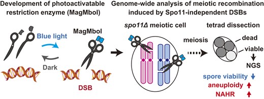 光でゲノム変化を制御するゲノム合成技術 「MagTAQing」を開発 光でゲノム変化を制御するゲノム合成技術 「MagTAQing」を開発
