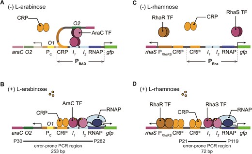 Schematic and known mechanisms of E. coli PBAD and PRha promoters. (A) The PBAD promoter is regulated by TF AraC. In the absence of arabinose, AraC represses transcription by binding at araI1 (I1) and araO2 (O2) creating a DNA loop that prevents RNAP and CRP from binding to PBAD, as well as reducing the expression of araC from the constitutive PC promoter. (B) The presence of arabinose changes the AraC dimer conformation to the activating form and binds to araI1 (I1) and araI2 (I2) while recruiting the RNAP to the −35 and −10 boxes. Full activation of PBAD is achieved when CRP binds. (C) The PRha promoter shares a similar structural arrangement of their binding sites as the PBAD promoter, however, differs in their repression mechanisms. The absence of l-rhamnose results in no binding of TF RhaS. (D) PRha is activated when TF RhaS, expressed from PRhaRS, binds at rhaI1 (I1) and rhaI2 (I2) half-sites, which also recruits the RNAP to the −35 and −10 boxes. Full activation is achieved when the co-activator CRP binds upstream of the rhaI half-sites.